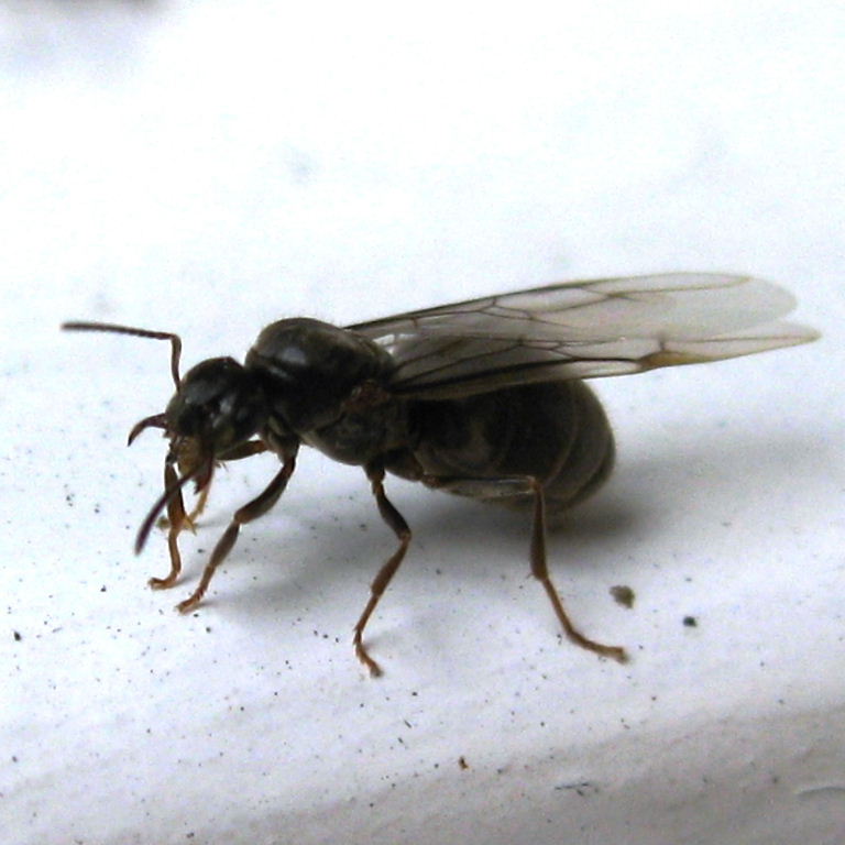 Black Garden Ant Queen