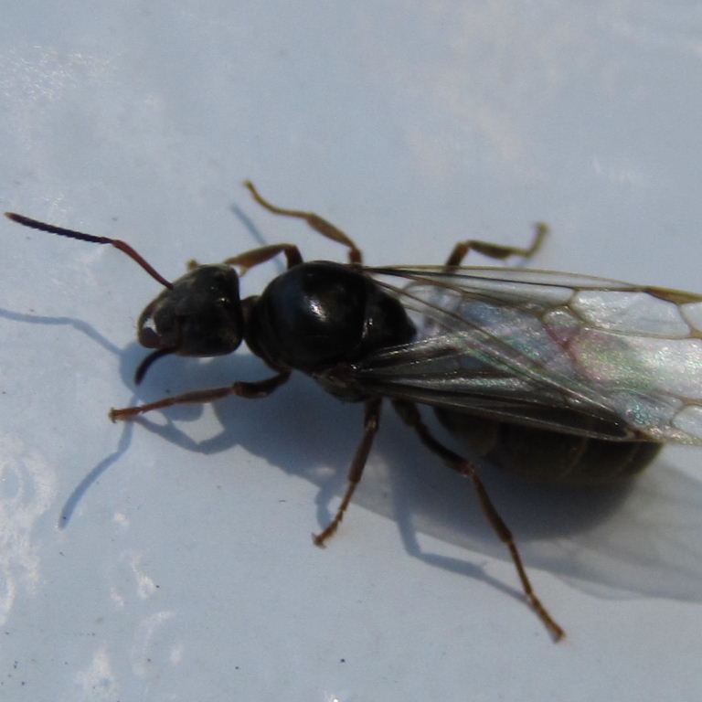 Black Garden Ant Queen