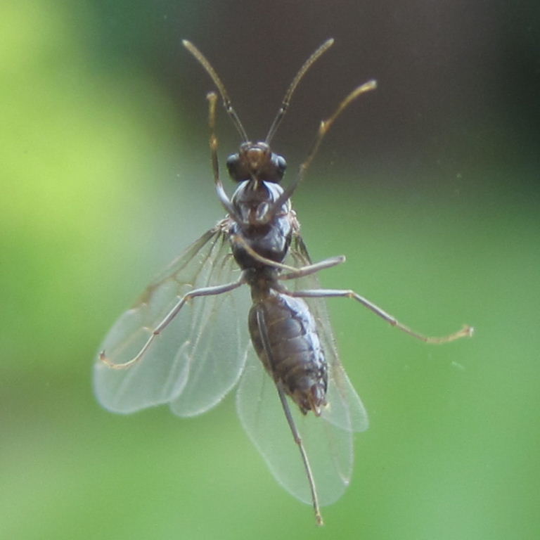 Black Garden Ant