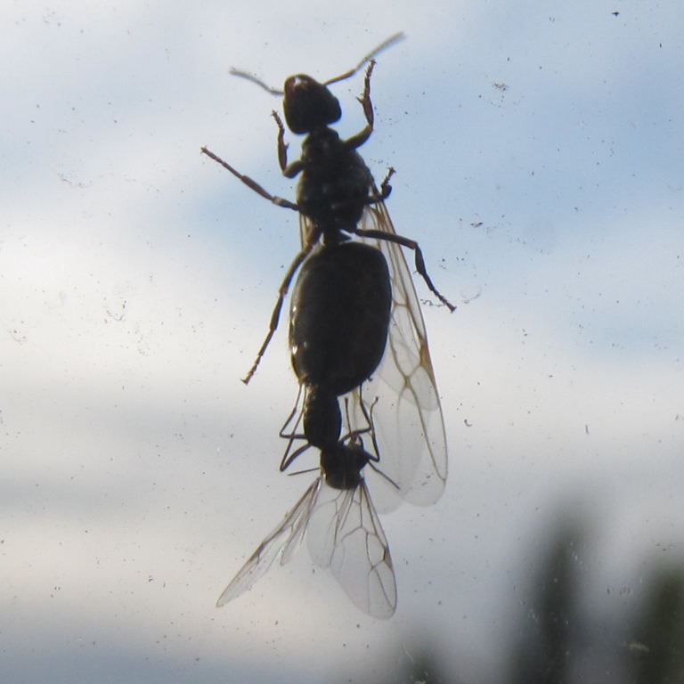 Black Garden Ants mating