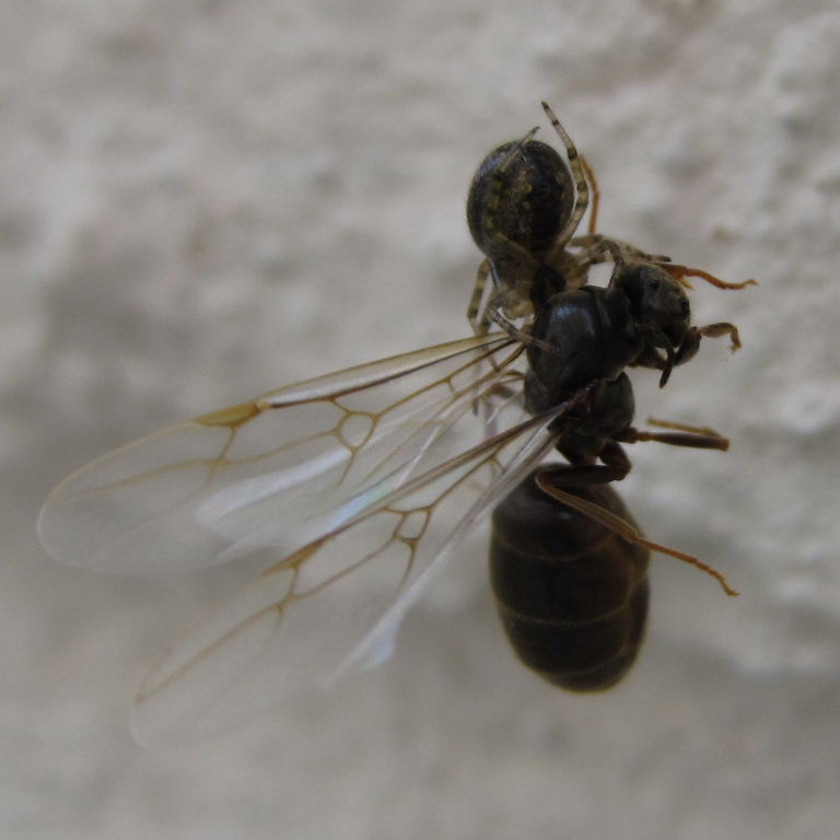 Spider with Black Garden Ant Queen
