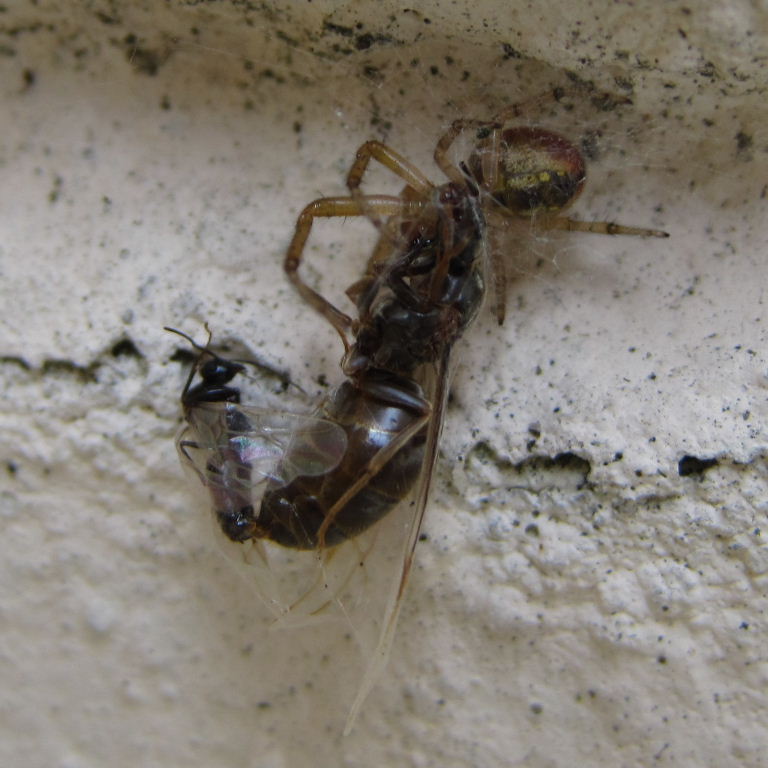 Spider with Black Garden Ant Queen