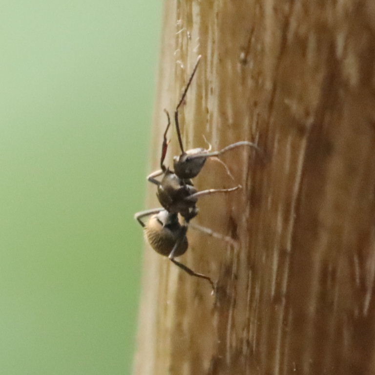 Golden Spiny Ant