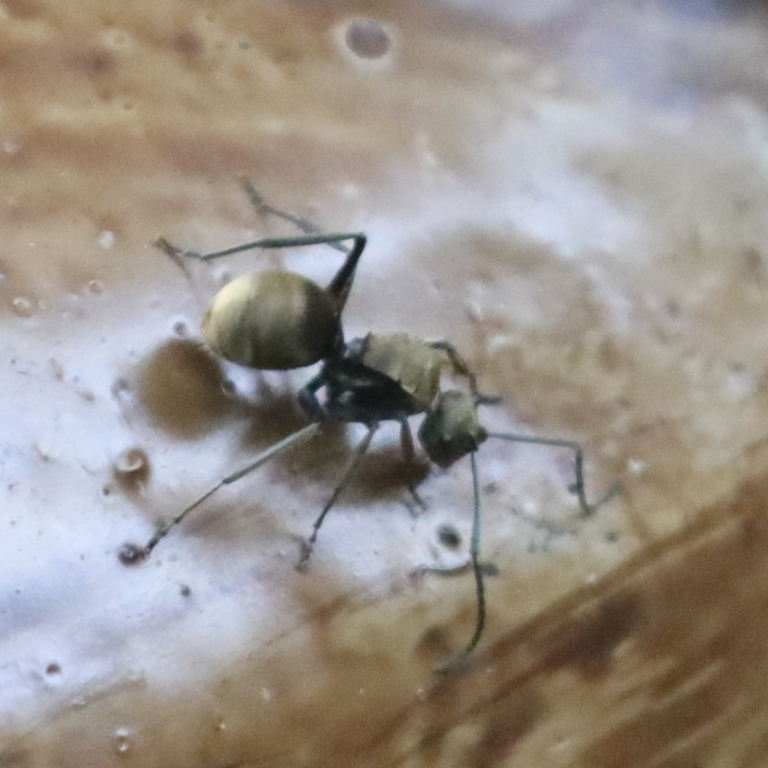 Golden Spiny Ant
