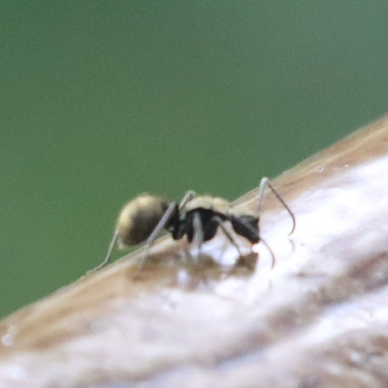 Golden Spiny Ant