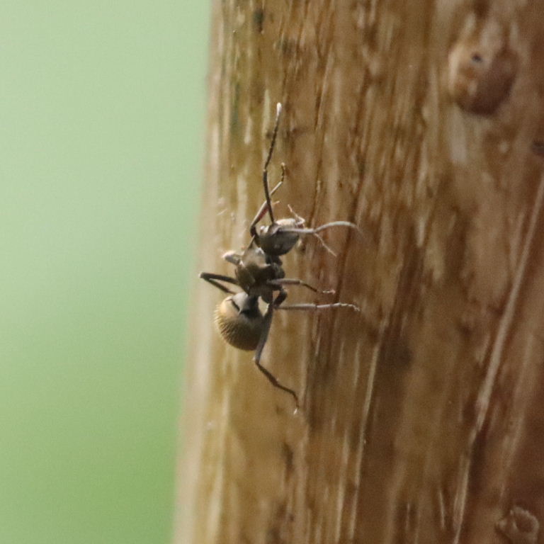 Golden Spiny Ant