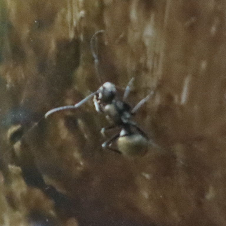 Golden Spiny Ant
