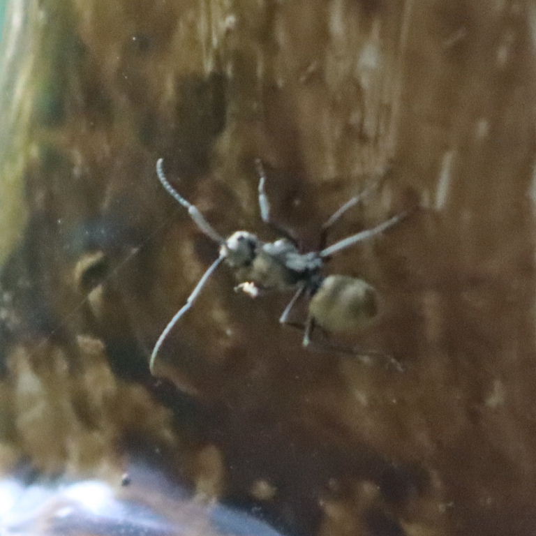 Golden Spiny Ant
