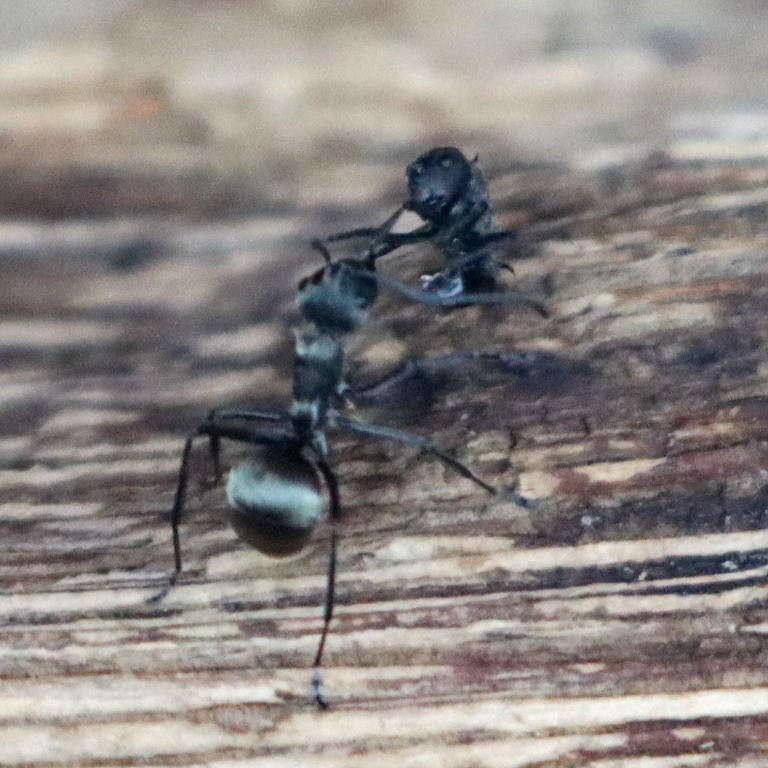 Golden Weaver Ants fighting