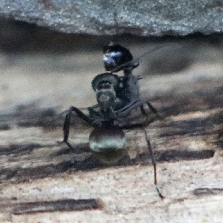 Golden Weaver Ant