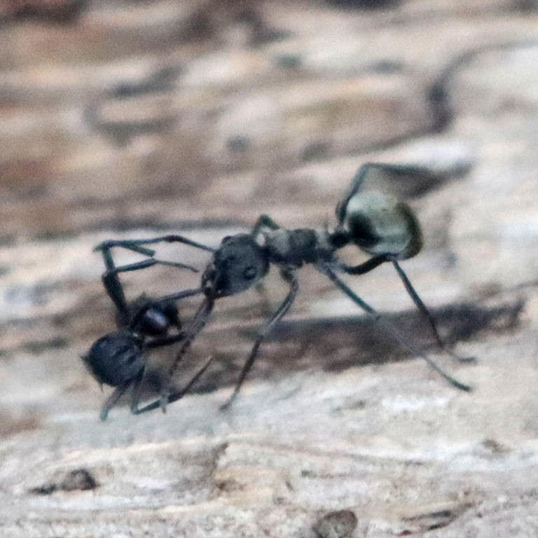 Golden Weaver Ant