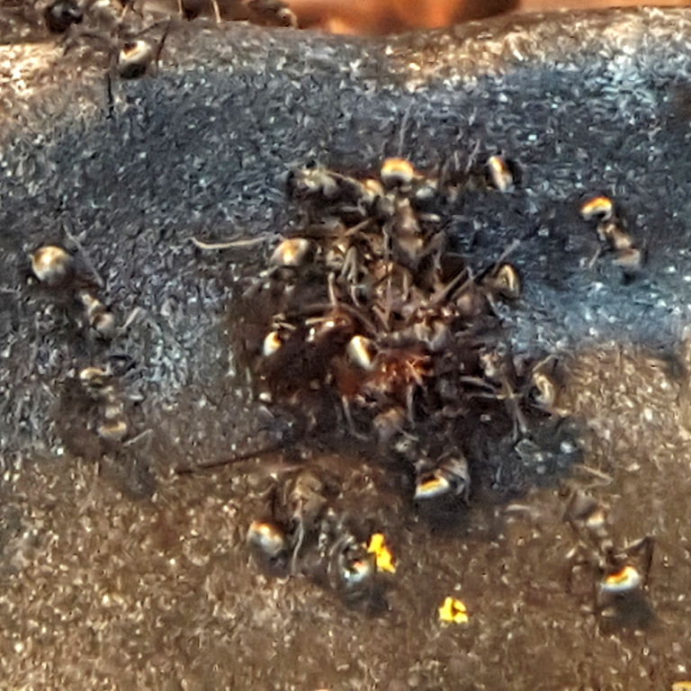 Golden Weaver Ant