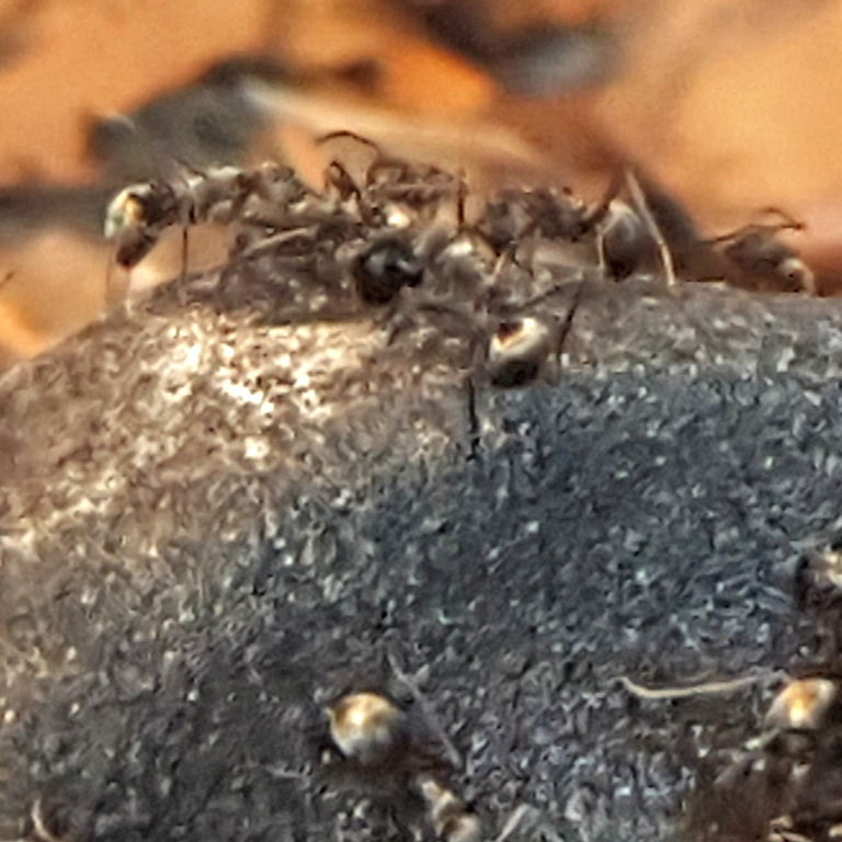 Golden Weaver Ant