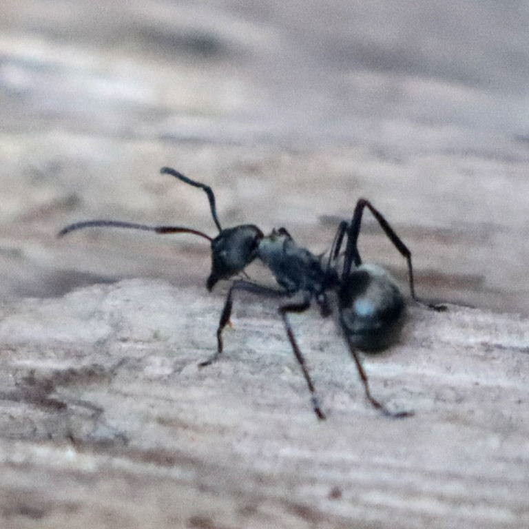 Golden Weaver Ants
