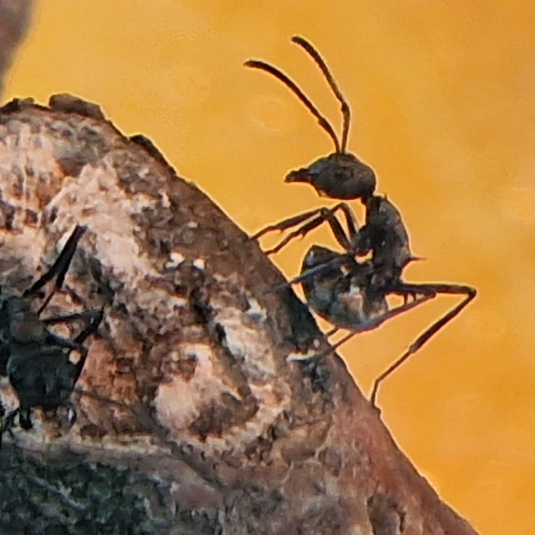 Golden Weaver Ant