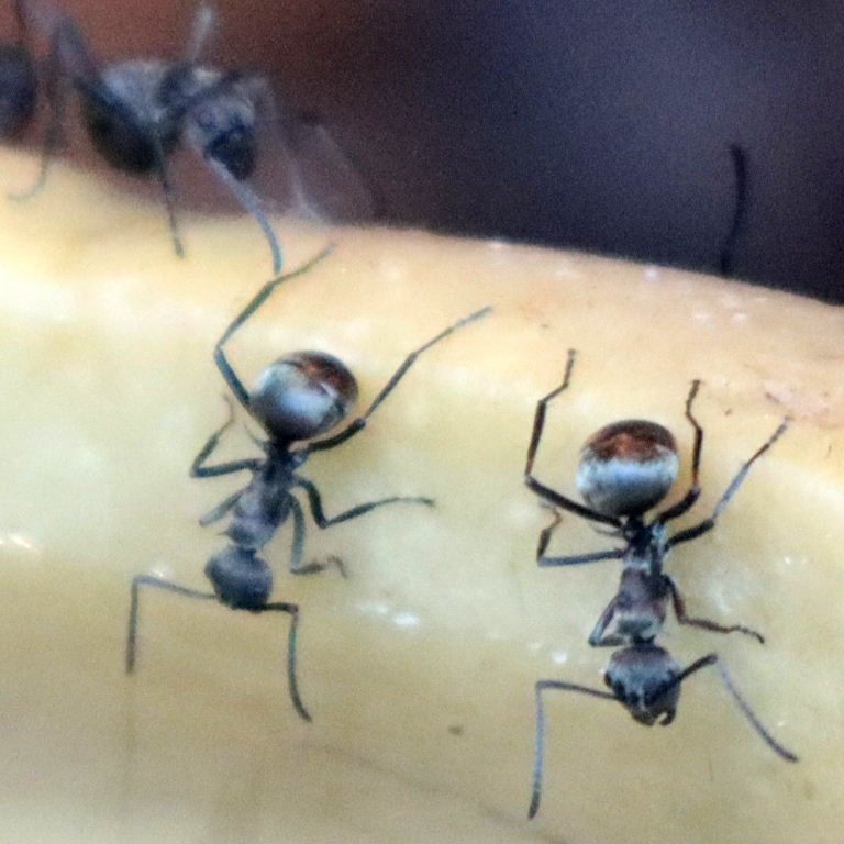 Golden Weaver Ant