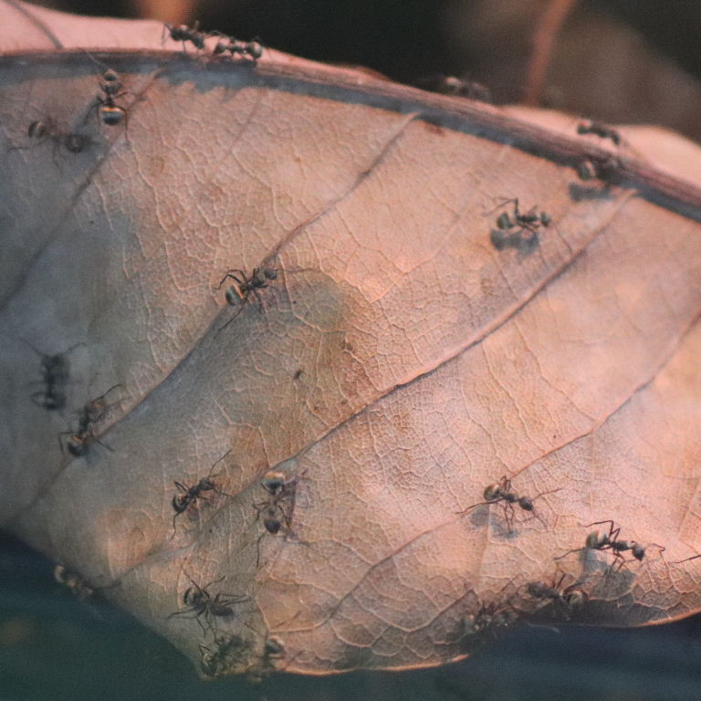 Golden Weaver Ants