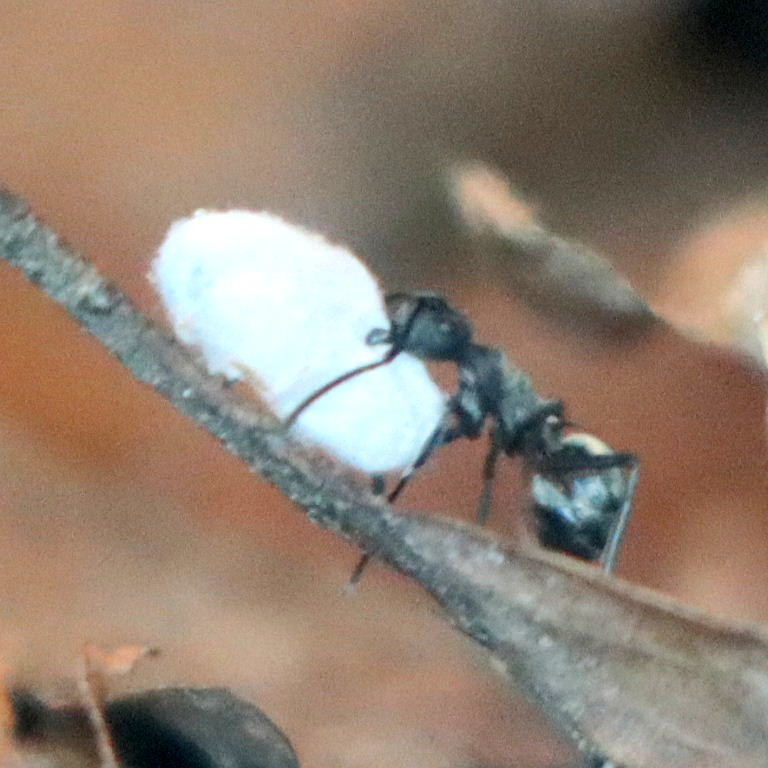 Golden Weaver Ant