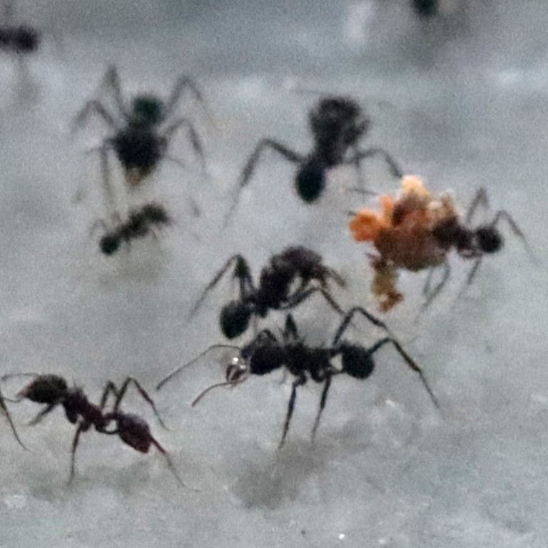 Leafcutter Ant Acromyrmex