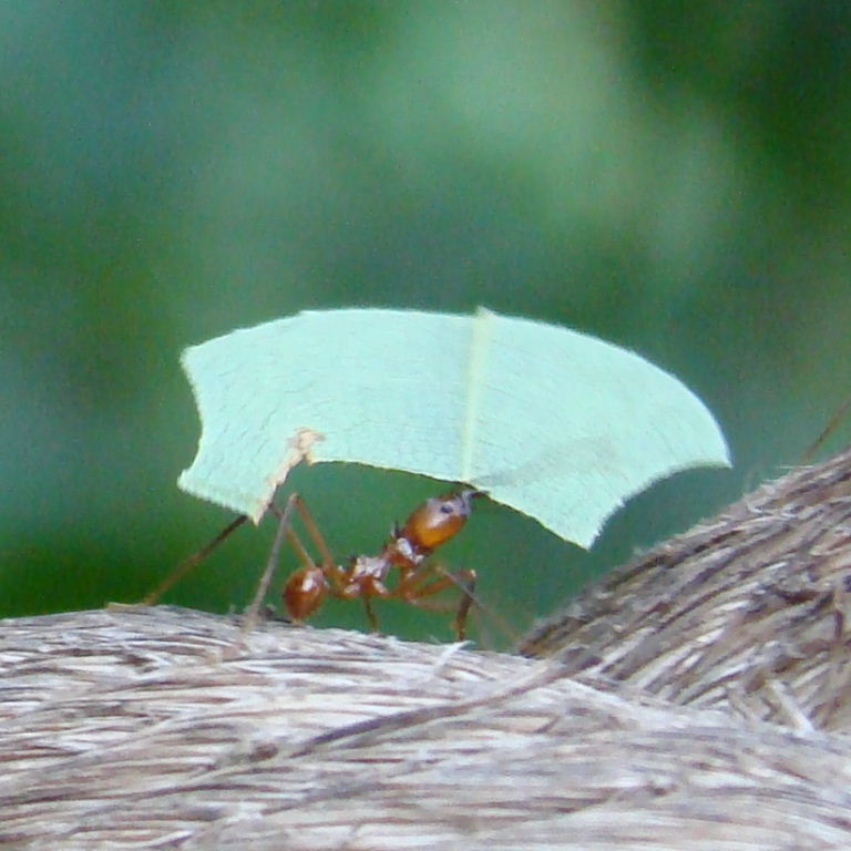 Leafcutter Ant