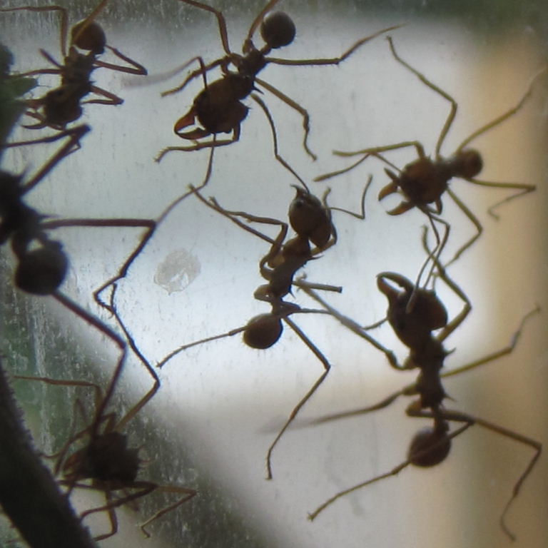 Leafcutter Ant