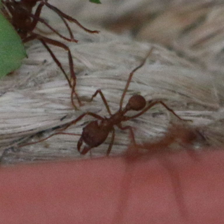 Leafcutter Ant