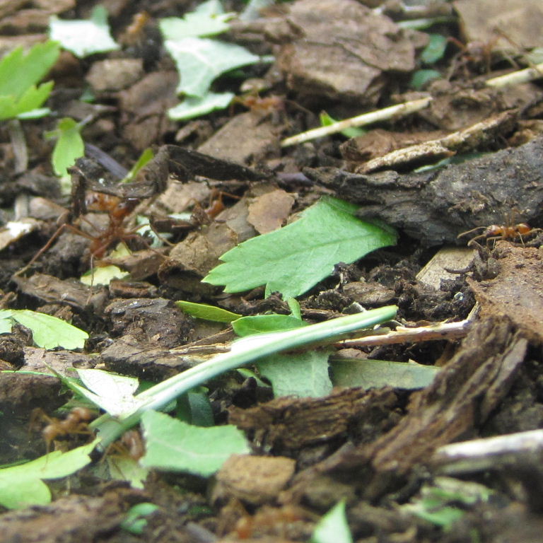 Leafcutter Ant