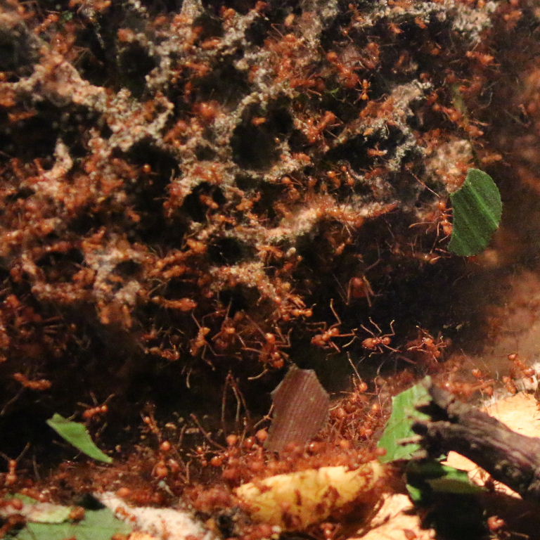 Leafcutter Ant