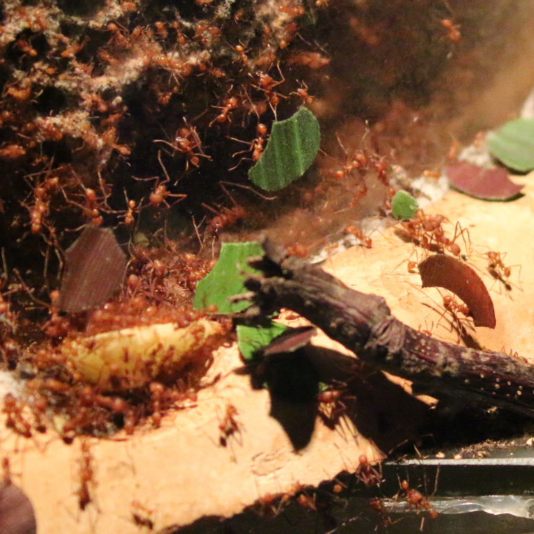 Leafcutter Ant