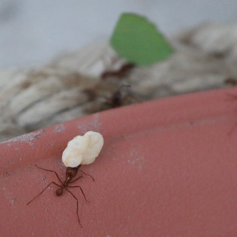 Leafcutter Ant