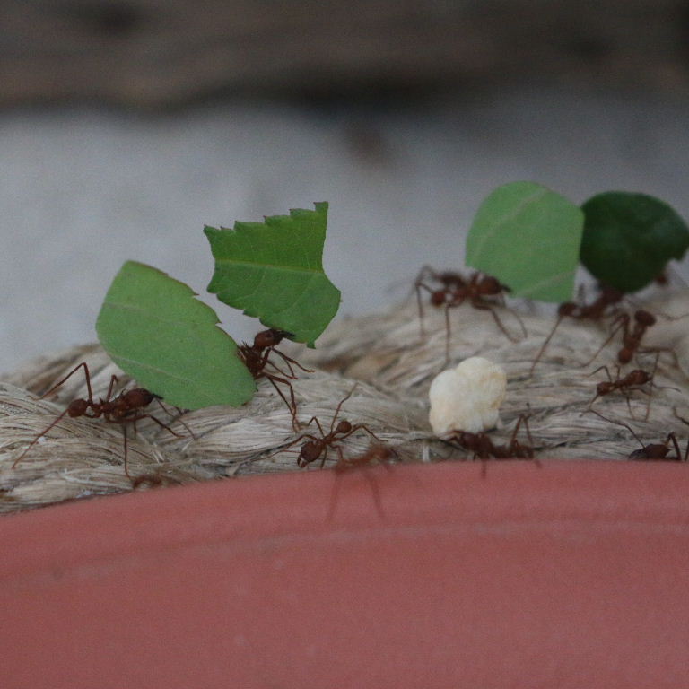 Leafcutter Ant