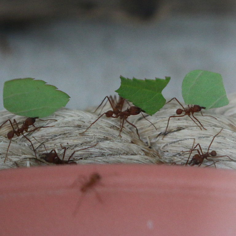 Leafcutter Ant