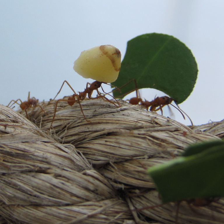 Leafcutter Ant