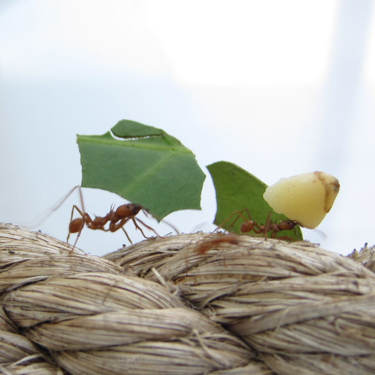 Leafcutter Ant