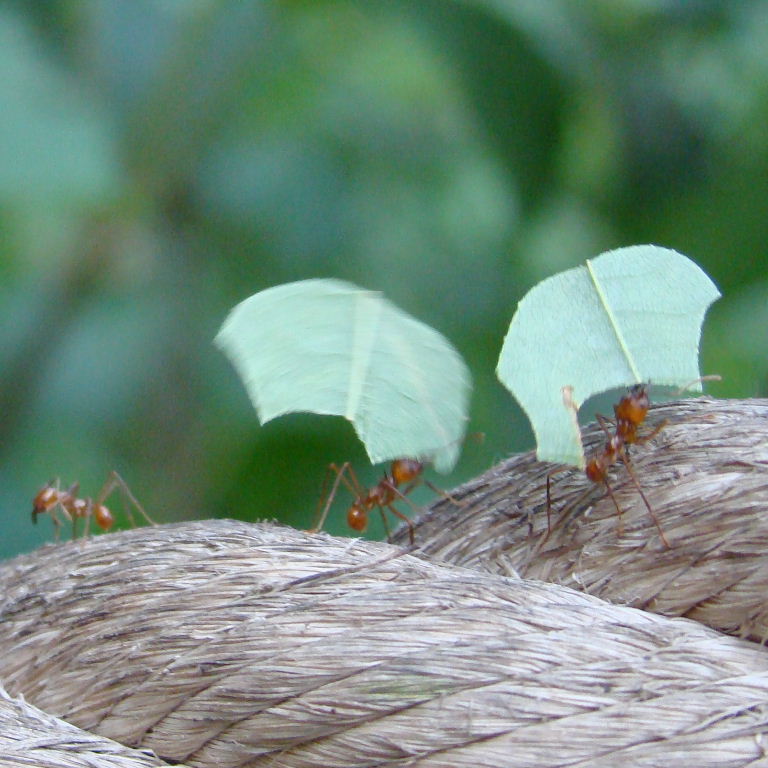 Leafcutter Ant