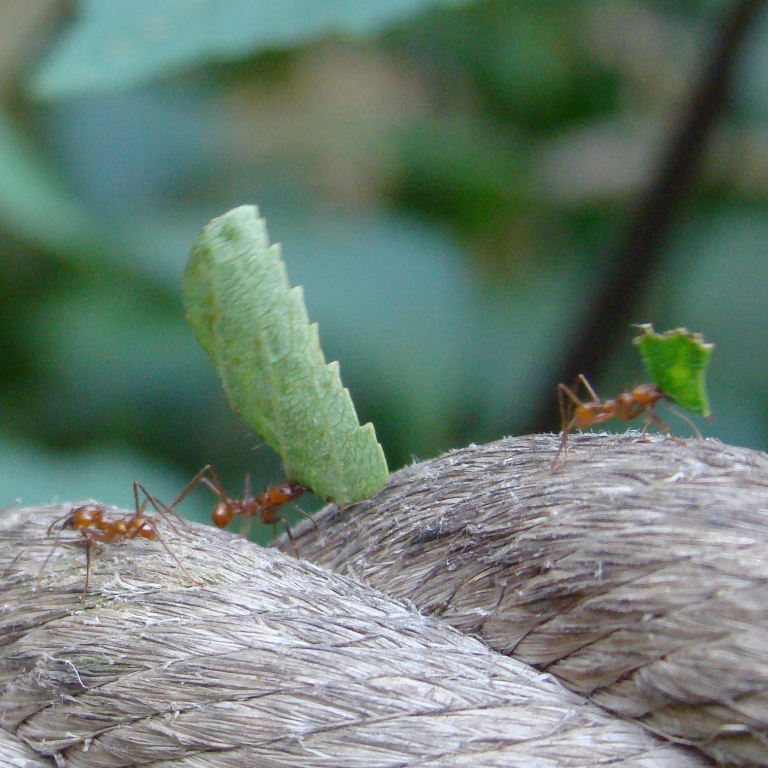 Leafcutter Ant