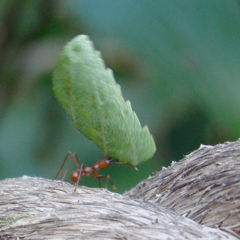 Leafcutter Ant