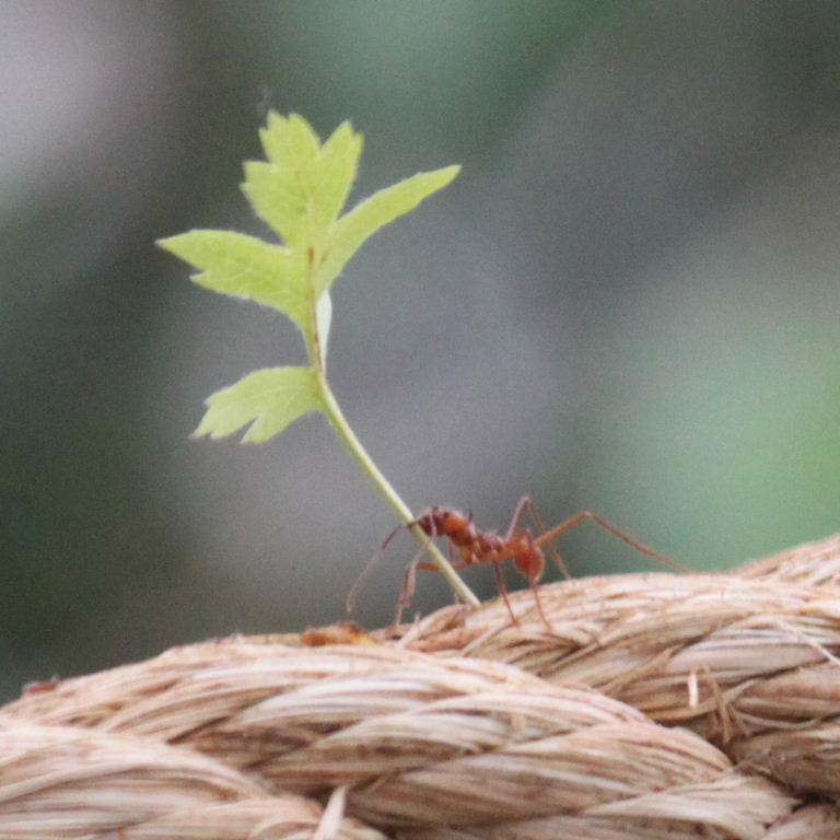 Leafcutter Ant