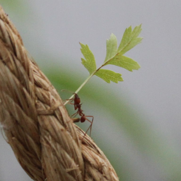 Leafcutter Ant