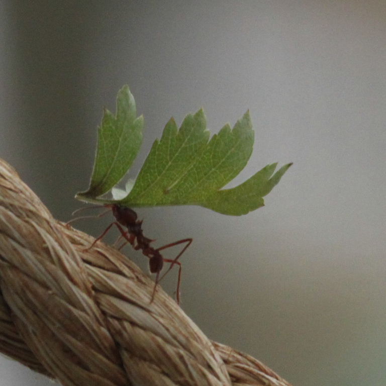 Leafcutter Ant