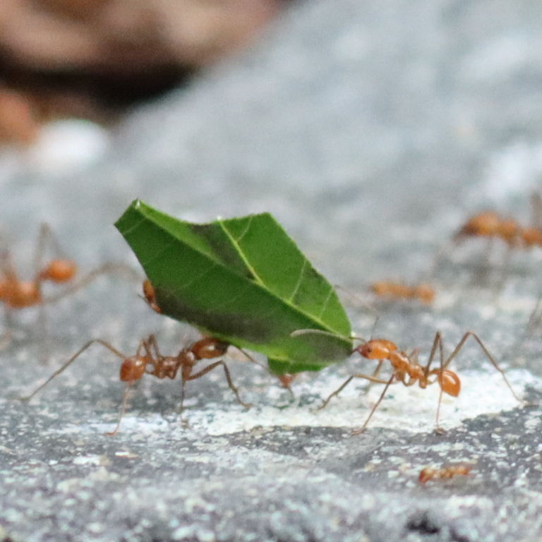 Leafcutter Ant