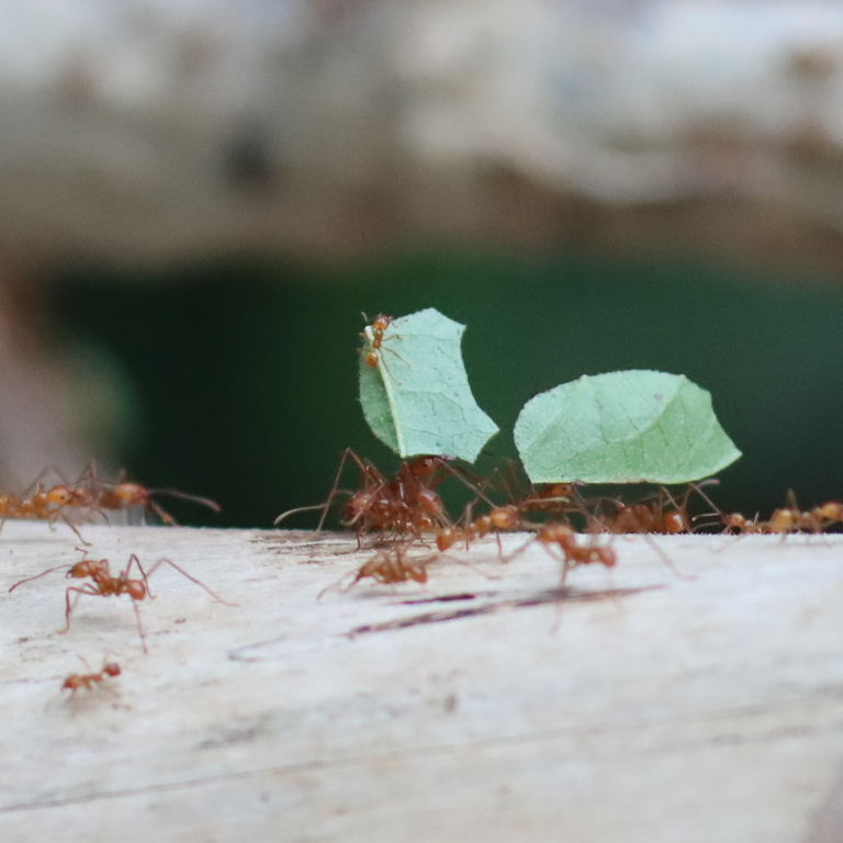 Leafcutter Ant