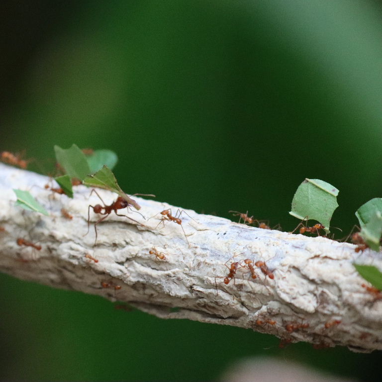 Leafcutter Ants