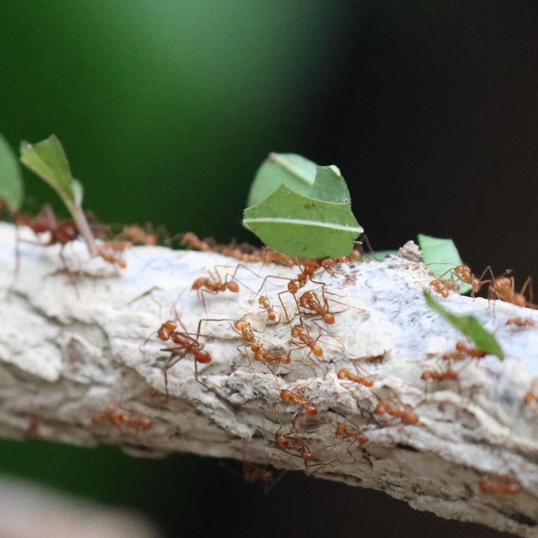Leafcutter Ants