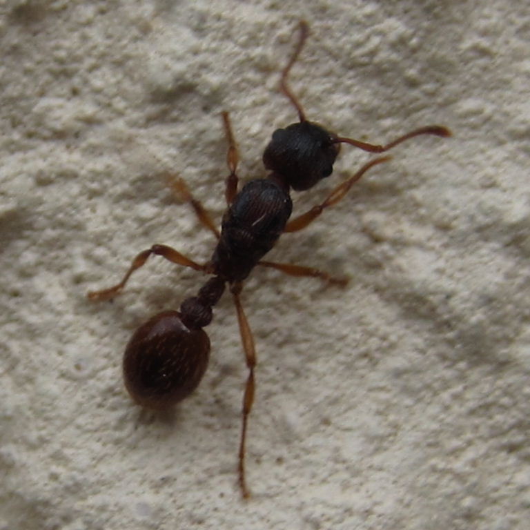 Myrmica ruginodis? ant