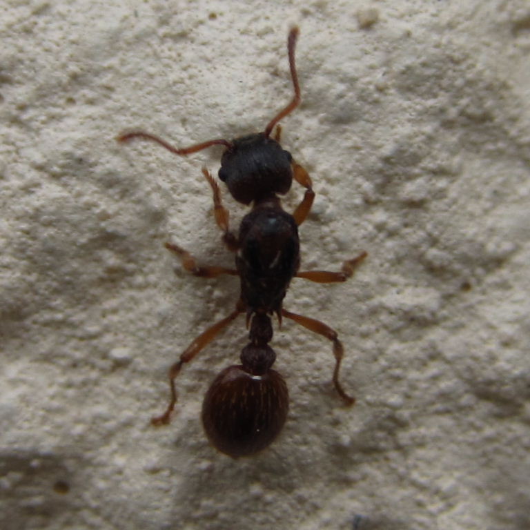 Myrmica ruginodis? ant