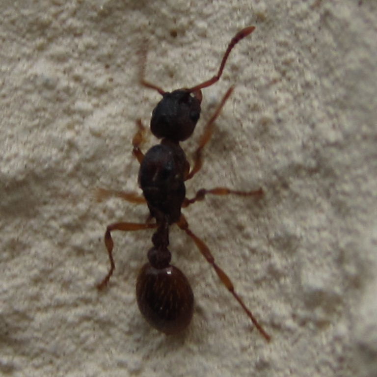 Myrmica ruginodis? ant