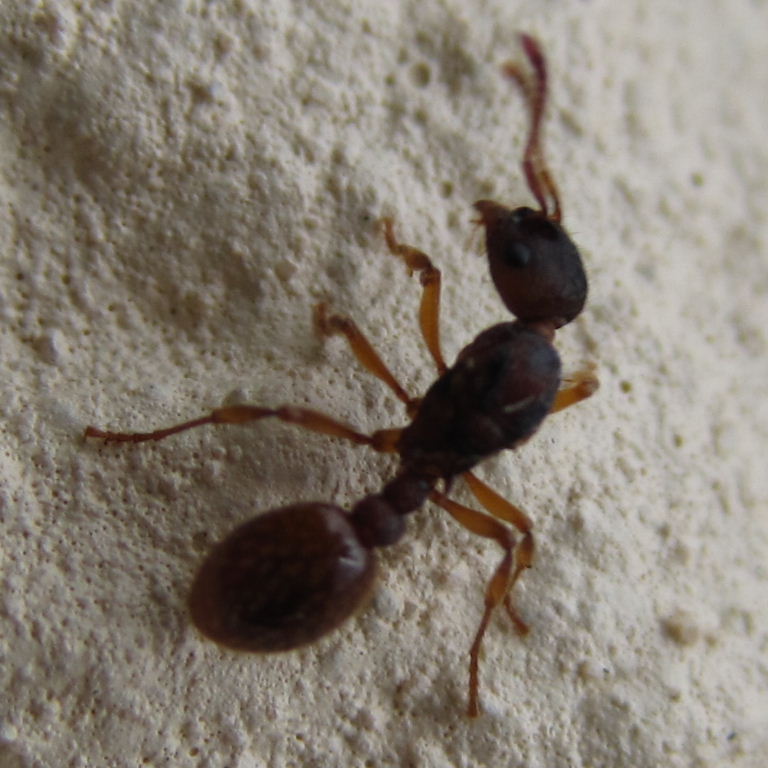 Myrmica ruginodis? ant