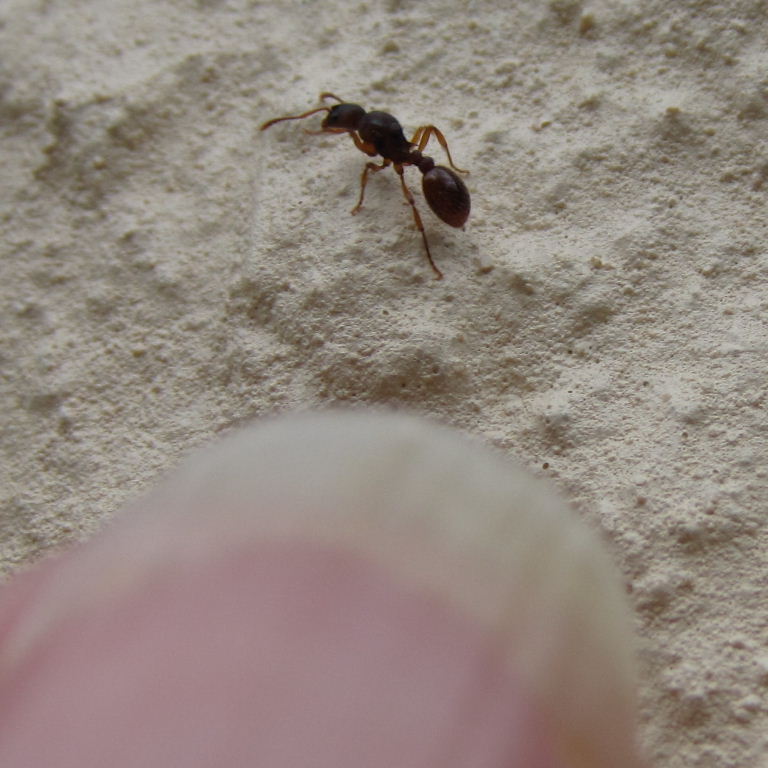 Myrmica ruginodis? ant compared to thumbnail