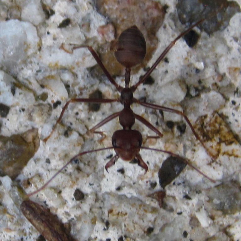 Asian Weaver Ant